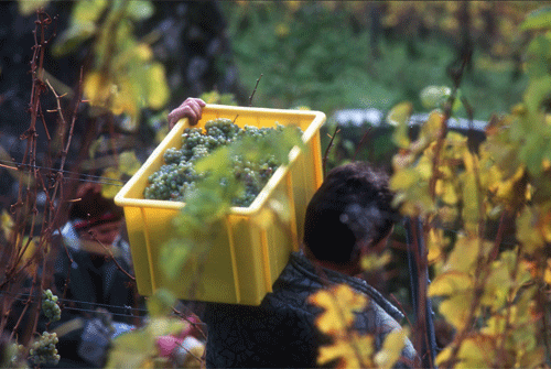 Riesling_0819_4.gif