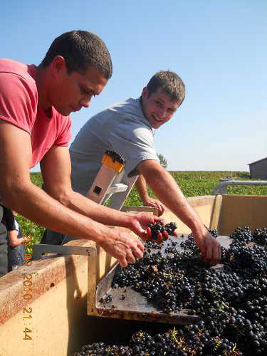 beaujolais1103.jpg