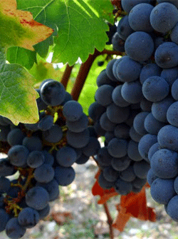 Merlot-0621-1.gif