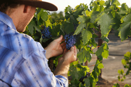 Vineyard-0609-1.gif