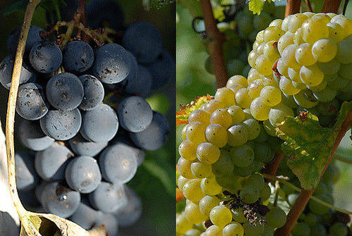 WINE-0622.gif