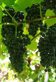 cabernets-0621-1.gif