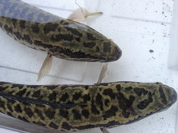 麥德姆颱風小收獲www.P9.com.tw :::品酒網::: 各式威士忌、葡萄酒 